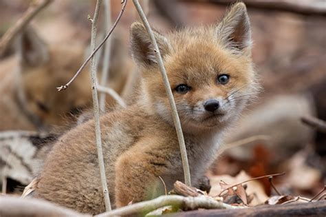 Fotos von Füchse babys Blick Tiere