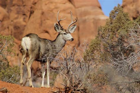 Wildlife - Bryce Canyon Country