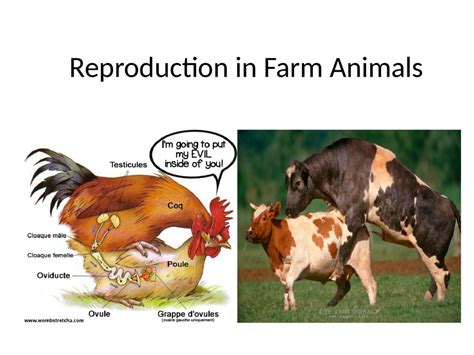 Reproduction in Farm Animals - ClassNotes.ng