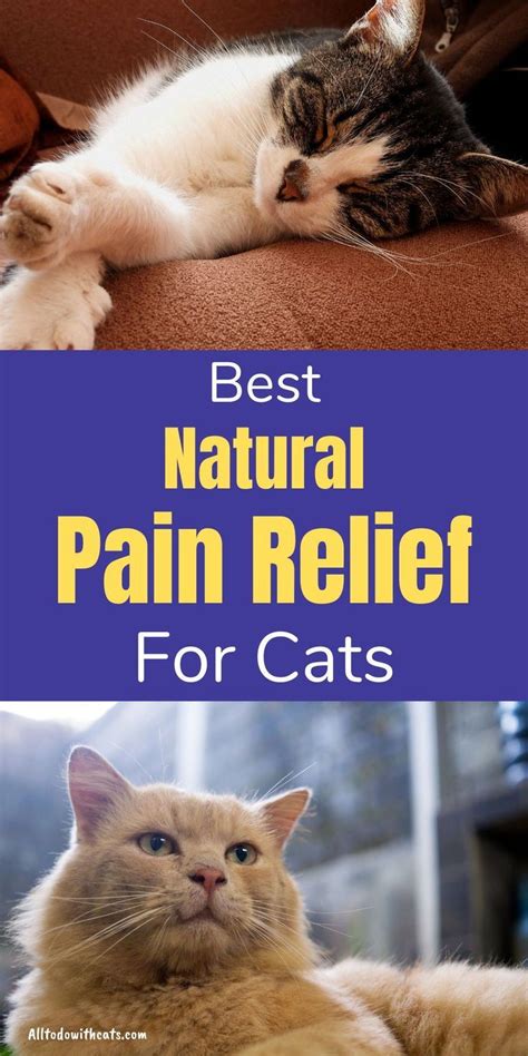 Natural pain relief for cats – Artofit