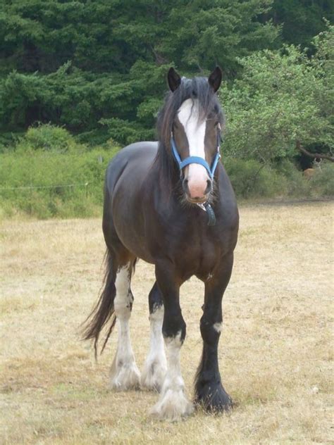 Gorgeous Dark Bay 3 yr old Stud | Horses, Draft horses, Stallion