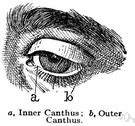 Canthus - definition of canthus by The Free Dictionary