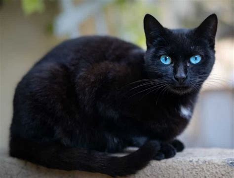 Black cat with blue eyes | Cat with blue eyes, Cute black cats, Pretty cats