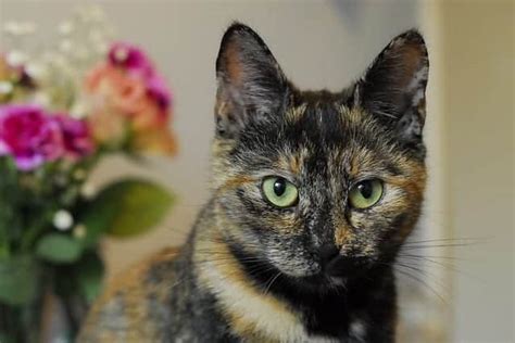 Torbie (Tortoiseshell Tabby) Cat Facts with Pictures