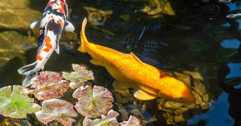 Best & Easiest Fish Varieties to Stock a Backyard Pond With - Fish Tank ...