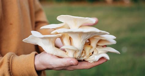 Best Oyster Mushrooms Recipe: Easy Homemade Guide 2023