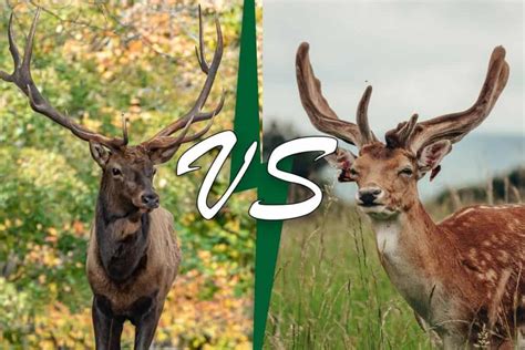 Elk Vs Moose (11 Main Differences) - Wildlife Informer