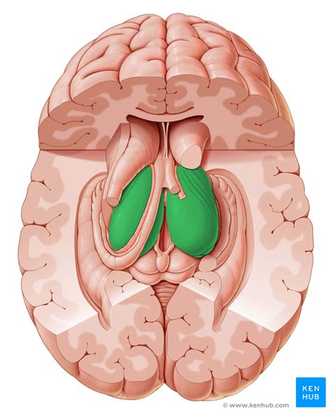 Thalamus - Anatomy and Blood Supply | Kenhub