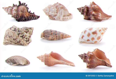 Different sea shells stock image. Image of shell, collection - 5972553