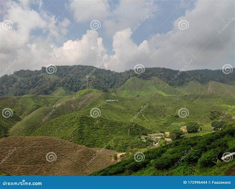 Tea Plantation in the Cameron Highlands Editorial Stock Image - Image ...