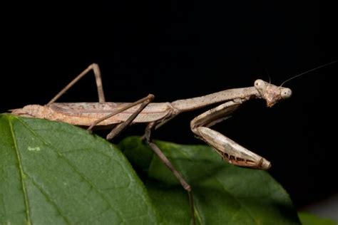 Praying Mantis: Facts, Folklore, and Hummingbirds | The Old Farmer's ...