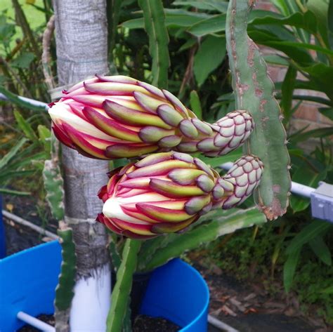 Hylocereus ocamponis red flesh Dragon Fruit variety from Spicy Exotics