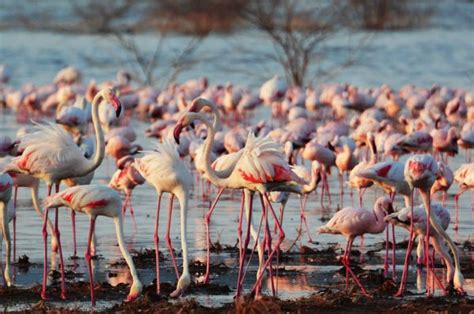 flamingos lake bogoria - Travel Photography