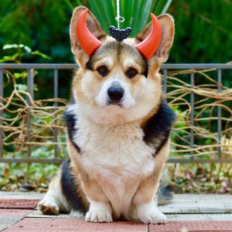 16 Perfect Halloween Costumes For Your Corgi - PetPress