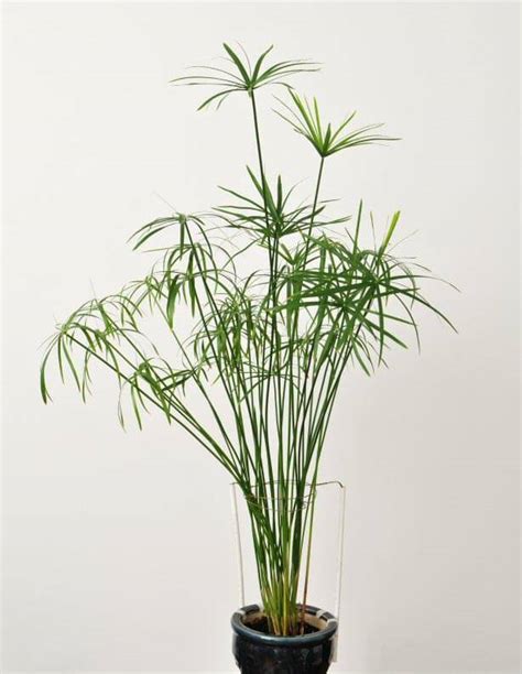 Umbrella Grass (Cyperus alternifolius / Papyrus) Guide | Our House Plants