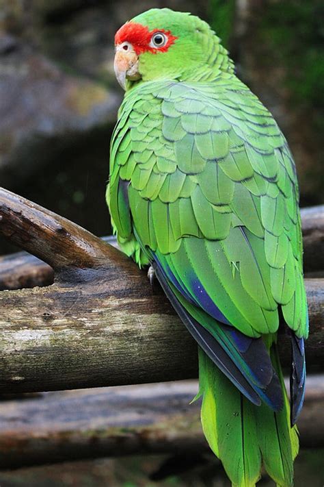 Parrot Encyclopedia | Red-spectacled Amazon | World Parrot Trust