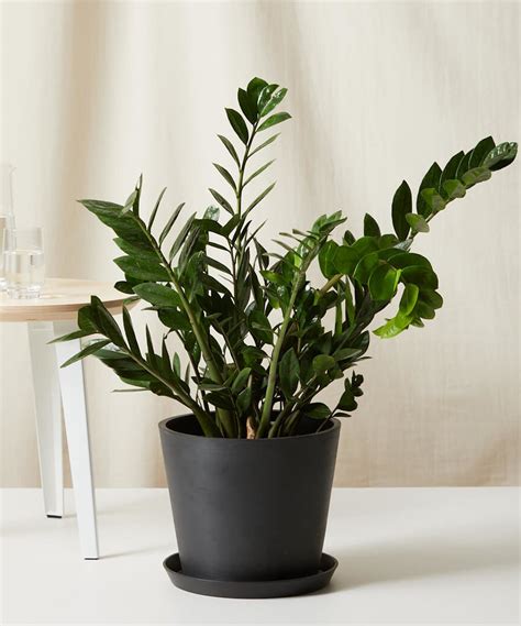 ZZ Plant 101: How to Care for ZZ Plants | Bloomscape