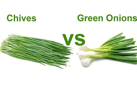 Difference Between Chives vs Green Onions ( 6 Differences) - Acadia ...