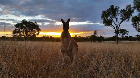 Kangaroo Wallaby Eating Sunset Australia Landscape Stock Video Footage ...