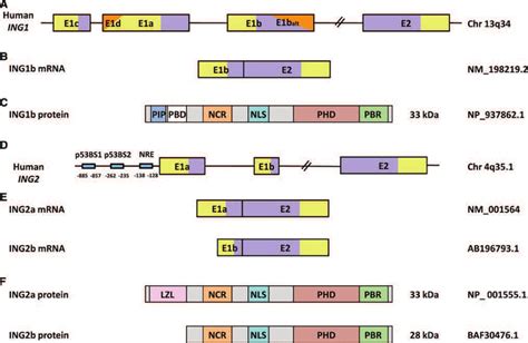 Structure of Human ING1 and ING2 genes, mRNAs, and proteins. a ING1 ...