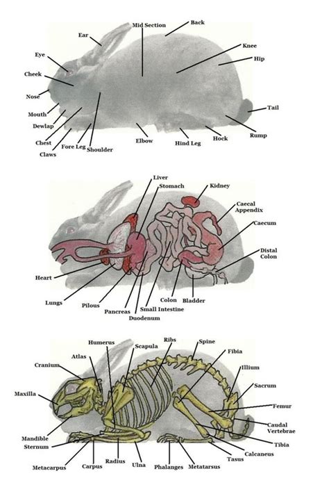 Bunny Information - TheHoneyBunnyTree