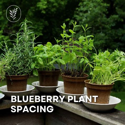 Blueberry plant spacing 🌱 ↔️ 🌱 Getting the distance right for fruitful ...