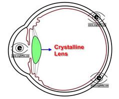 Anatomy of Lens