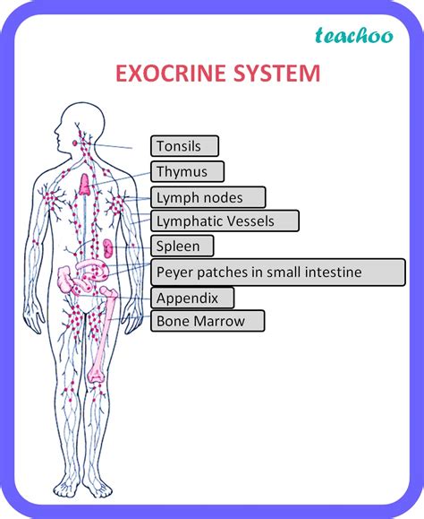 Endocrine Gland Vs Exocrine Gland