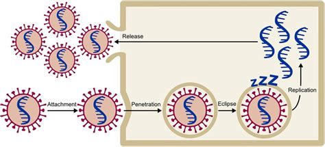 The four stages of the viral infection of a cell in the model. The ...