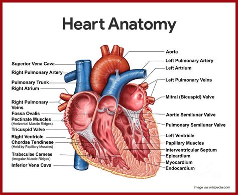 Heart Anatomy | Desktop Wallpapers