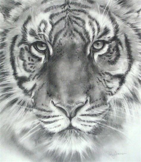 Pencil Drawing Tiger Images - bestpencildrawing