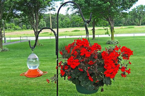 Where to Hang Hummingbirds Feeders - Placement Tips