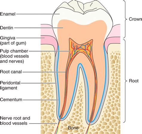 Dental Enamel Formation and Implications for Oral Health and Disease ...