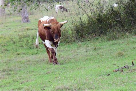 Beautiful Florida Cracker Cattle Roaming the Fields of Florida Stock ...