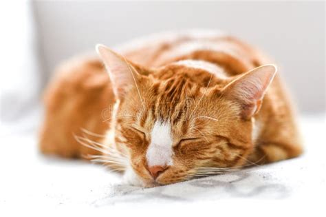 Ginger Cat Sleeping on the Couch at Home, a Beautiful House Cat. Stock ...