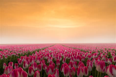 Download Horizon Pink Flower Sunrise Field Nature Tulip HD Wallpaper