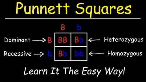 Punnett Square Practice Quiz & Answers to Learn » Quizzma