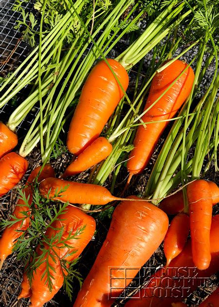 harvesting-carrots-10