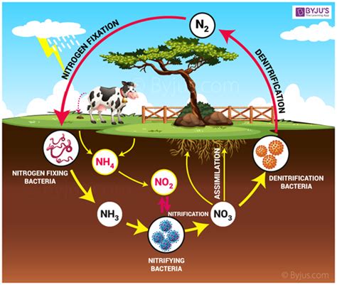 Nitrogen Cycle- A Complete Process Of Converting Atmospheric Nitrogen