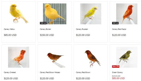 Find A Canary For Sale.