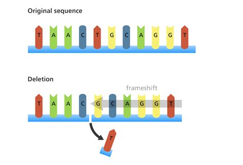 Mutations and DNA bases at emaze Presentation