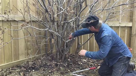 How to Prune a Lilac - Tree Pruning Calgary - Arborist Kevin Lee of KRL ...