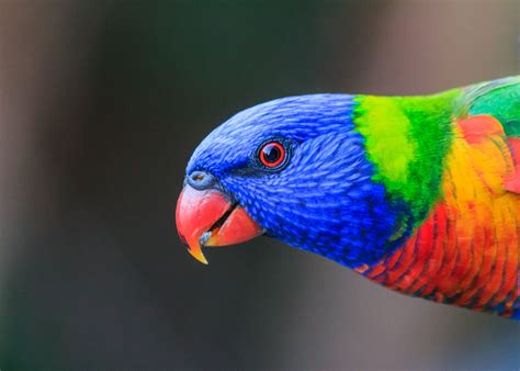 The most-counted Aussie bird of 2020? - Australian Geographic