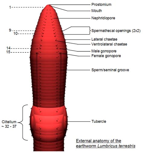 Earthworm-A detailed look anyone from a student to a bankruptcy lawyer ...