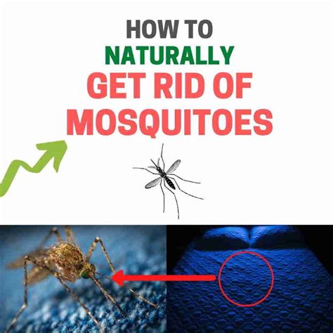 How to Get Rid of Mosquitoes Inside the House (Home Remedies) | BugWiz