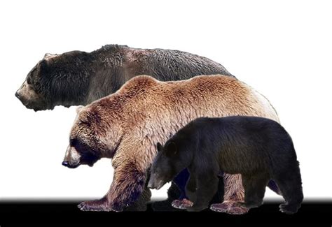 Polar Bear Kodiak Bear Size Comparison at Ruby Najar blog