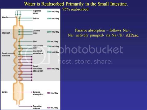 where does water absorption occur primarily? | Student Doctor Network