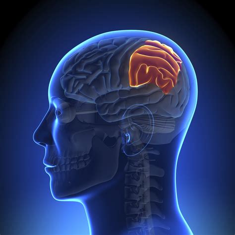 Parietal Lobe Injury Lawyers California | Parietal Lobe Injury Settlements