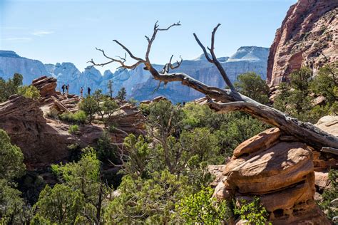 The Canyon Overlook Trail, One of Zion’s Essential Hikes | Earth Trekkers