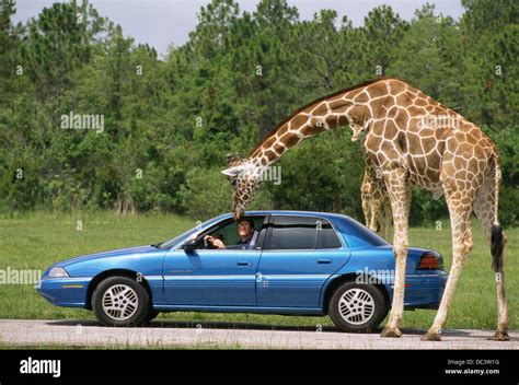 Lion Country Safari Animals